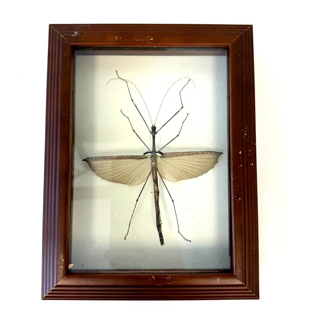 Framed Preserved Real Stick Insect Art Decor Shadow Box Made in USA 6.25"x8.25"